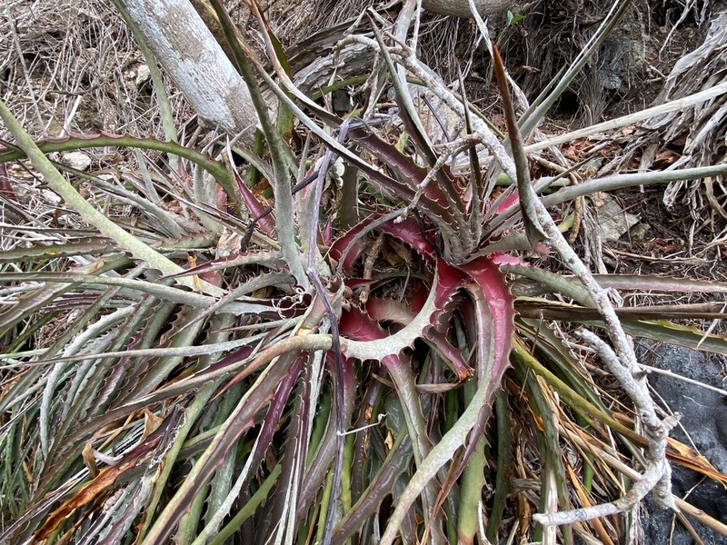 Hechtia pacifica
