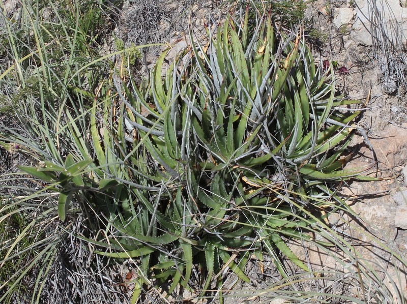Hechtia sanchezii