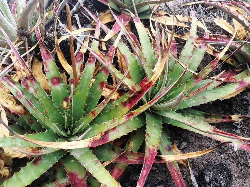 Hechtia sanchezii photo 2