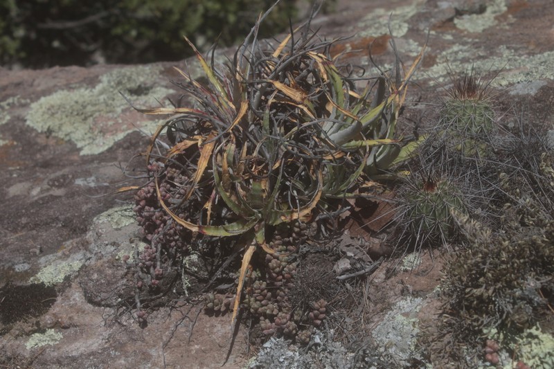 Hechtia sanchezii photo 3