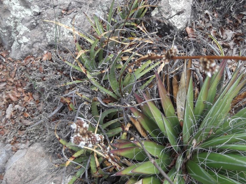 Hechtia sanchezii photo 4