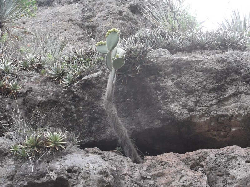 Hechtia sanchezii photo 6