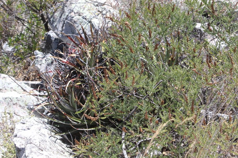 Hechtia sanchezii photo 7
