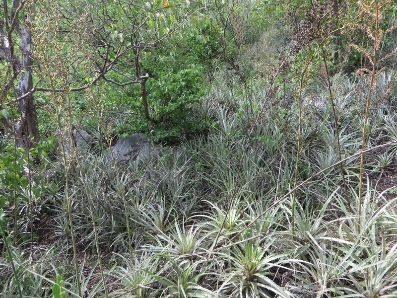 Hechtia santanae