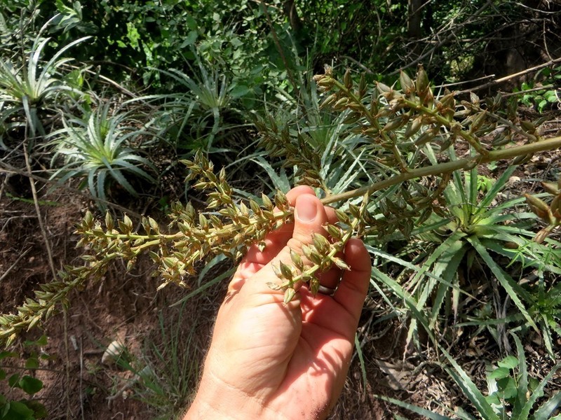 Hechtia santanae photo 2
