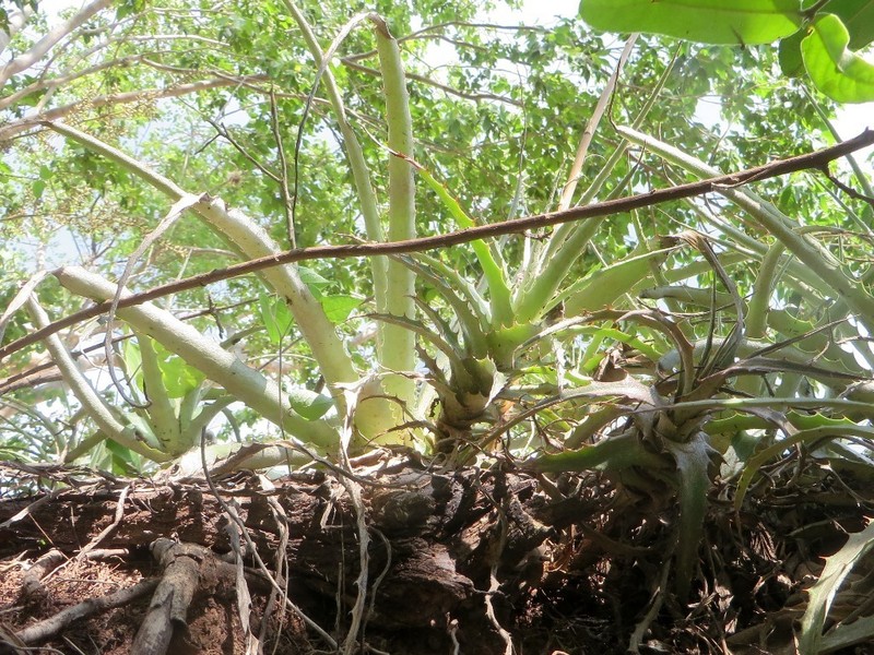 Hechtia santanae photo 3