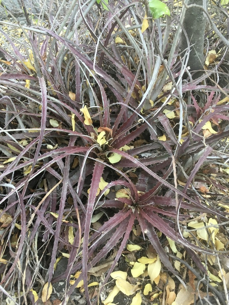 Hechtia santanae photo 4