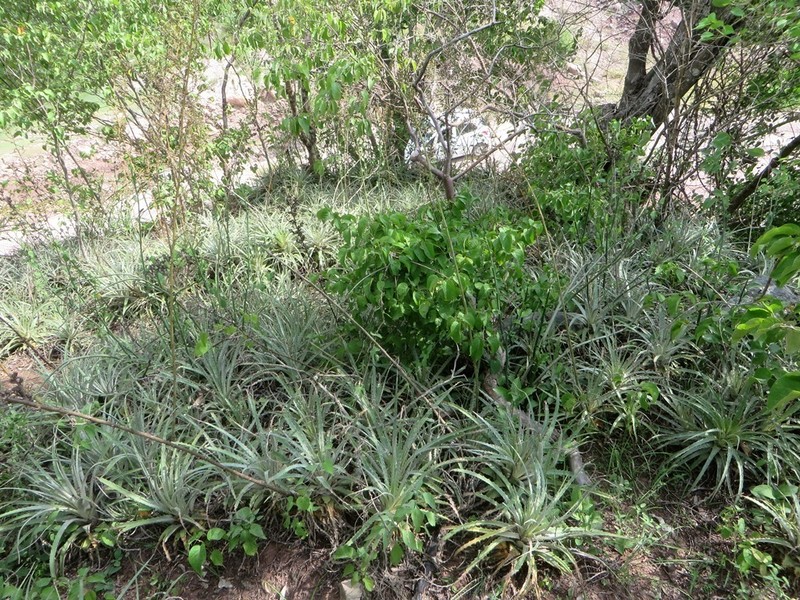 Hechtia santanae photo 5