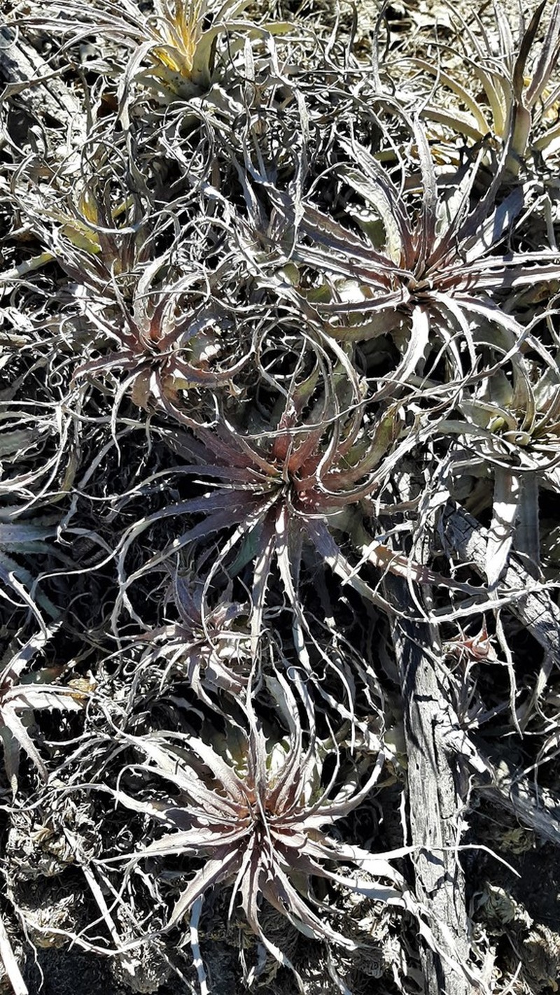 Hechtia santanae photo 6