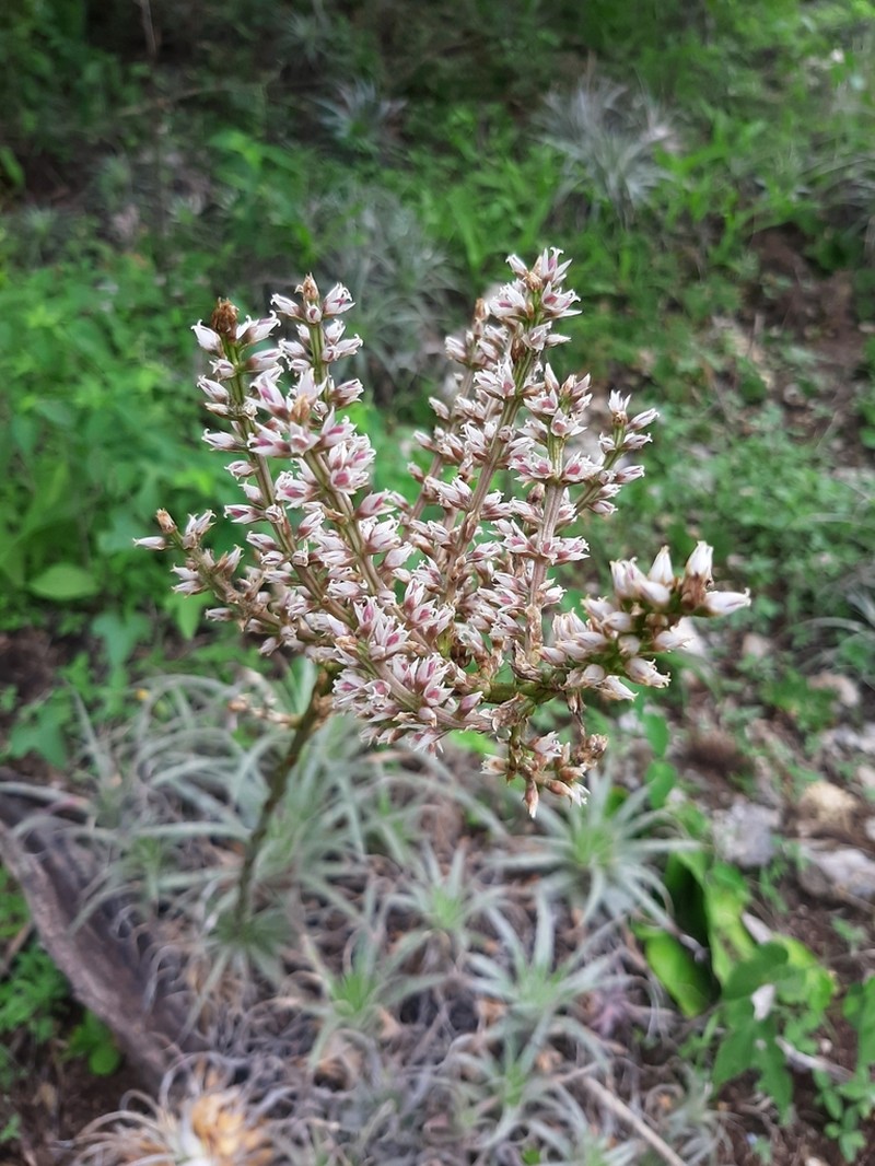 Hechtia santanae photo 7