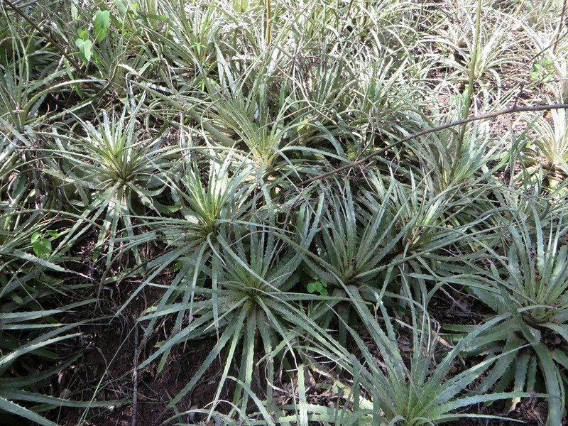 Hechtia santanae photo 8
