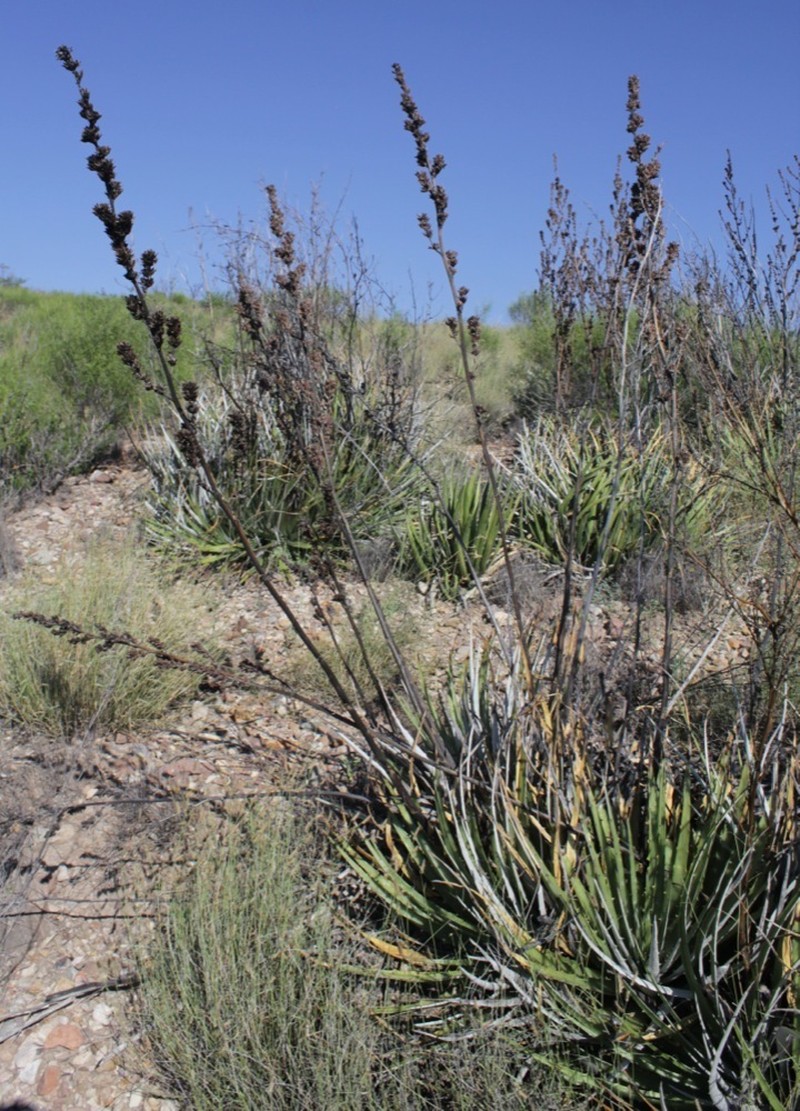 Texas False Agave