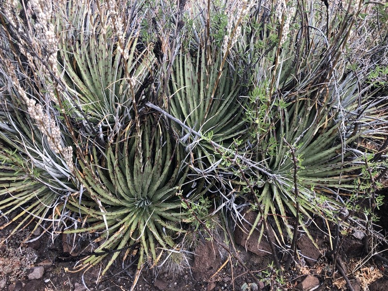 Texas False Agave photo 2