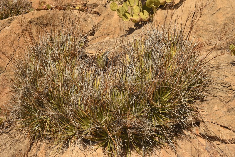 Texas False Agave photo 3