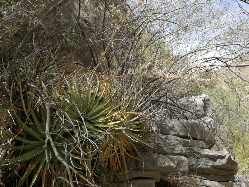 Texas False Agave photo 4