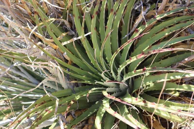 Texas False Agave photo 5