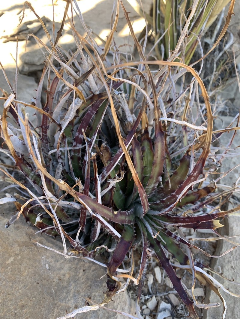 Texas False Agave photo 6