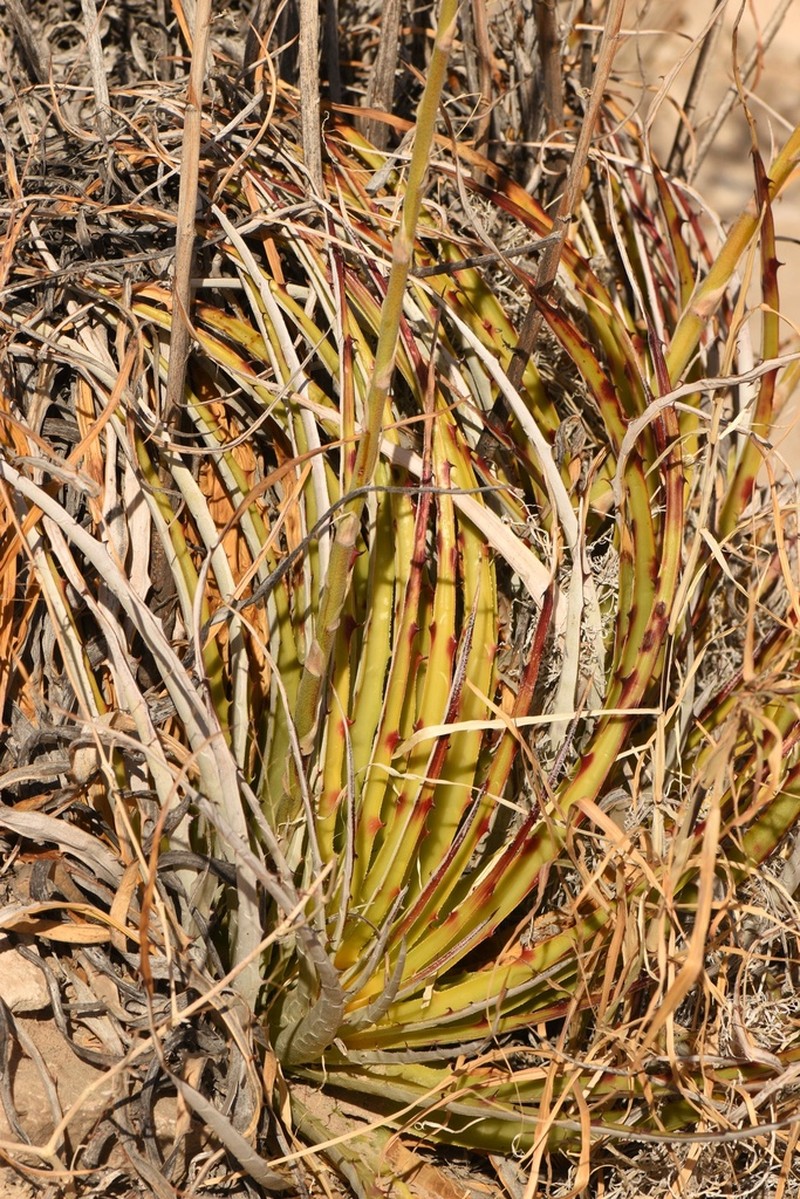 Texas False Agave photo 8