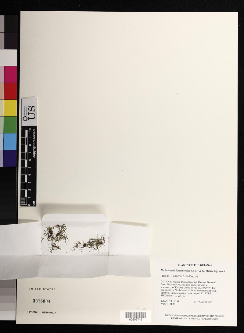 Hecistopteris kaieteurensis photo 2