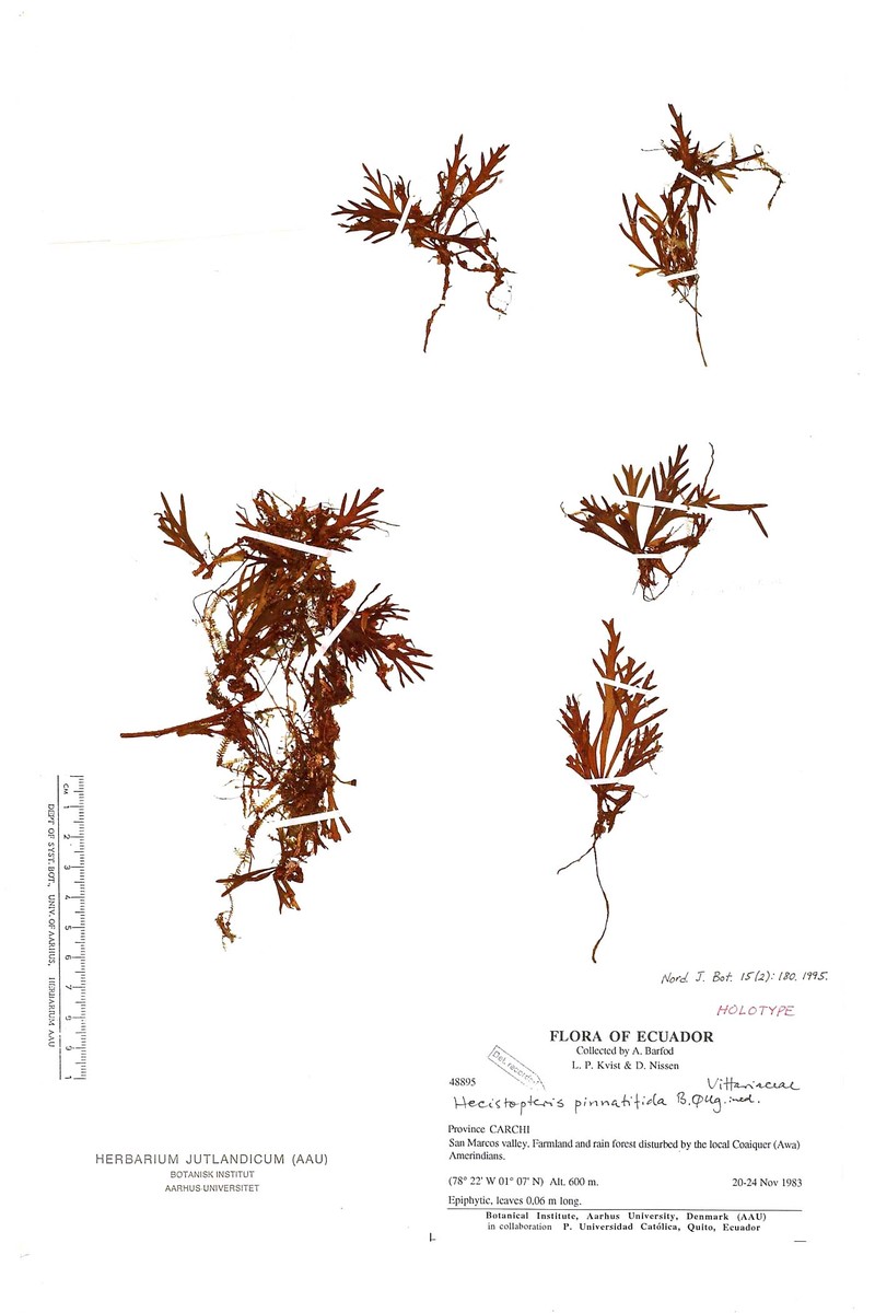 Hecistopteris pinnatifida