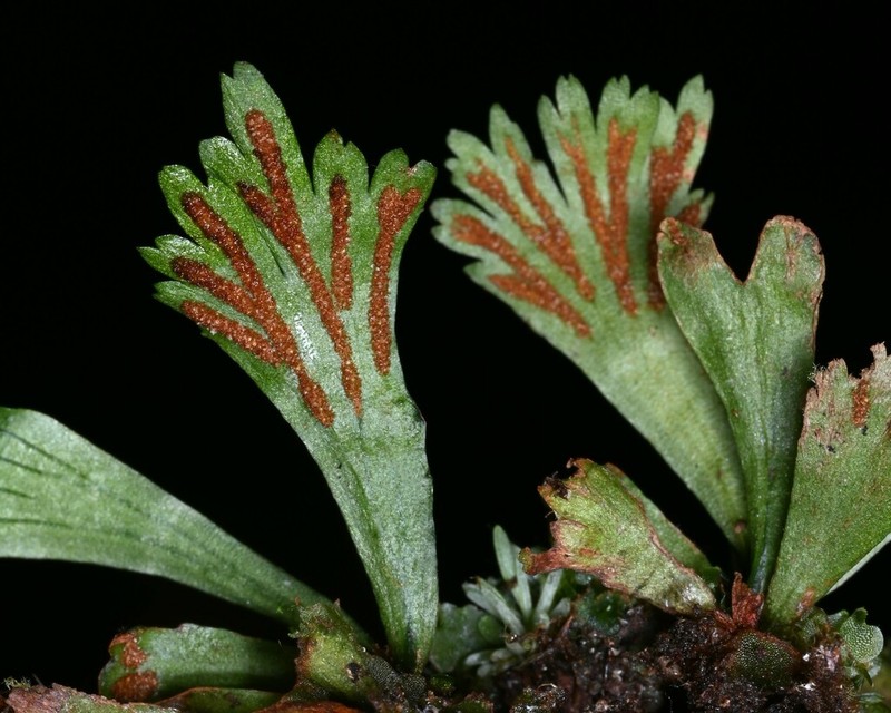 Moss Fern