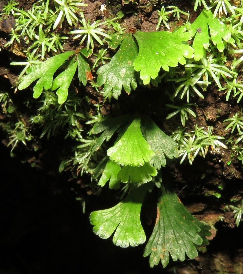 Moss Fern photo 2