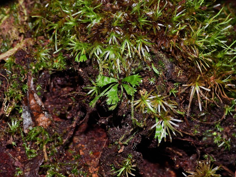 Moss Fern photo 3