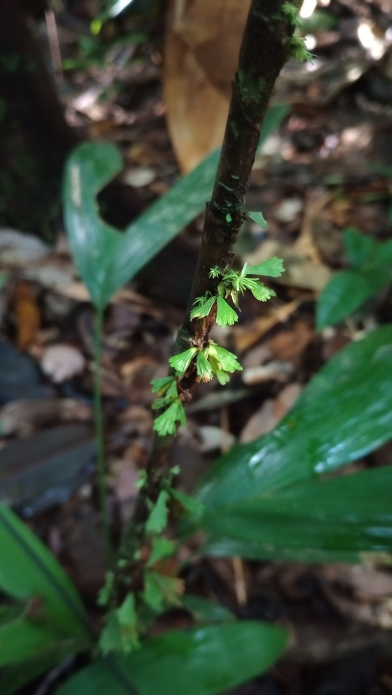 Moss Fern photo 4