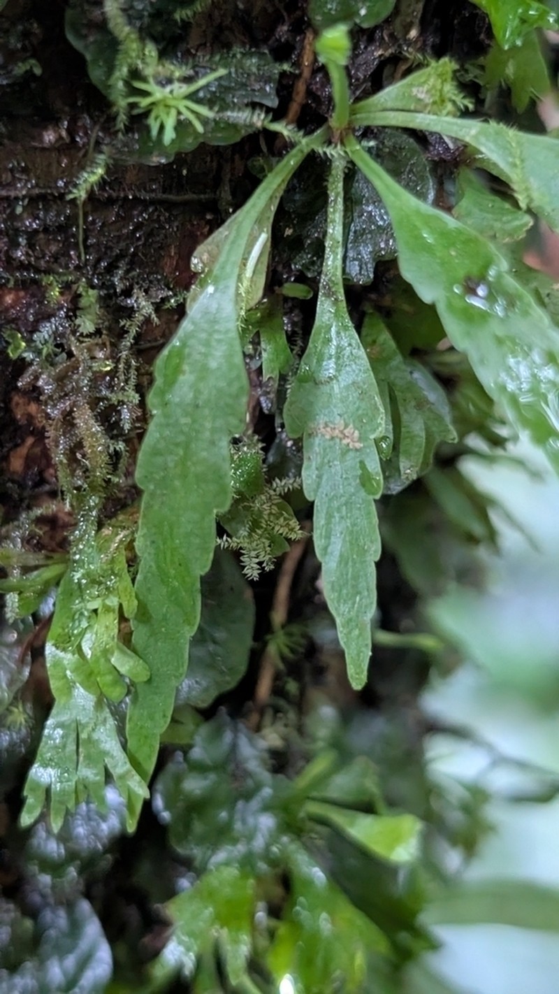 Moss Fern photo 5