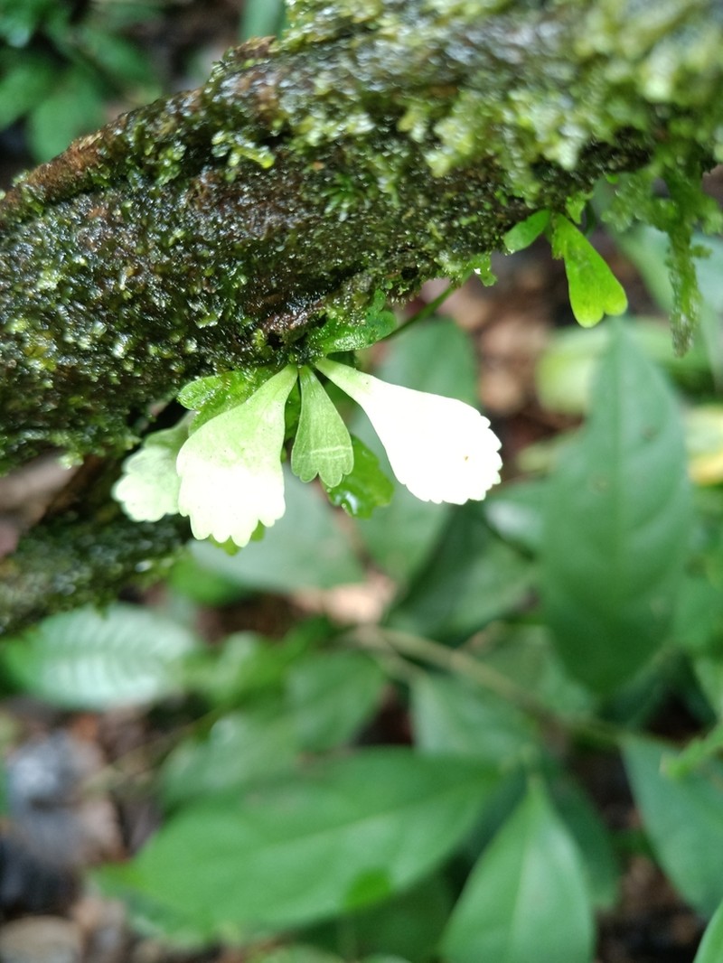 Moss Fern photo 6
