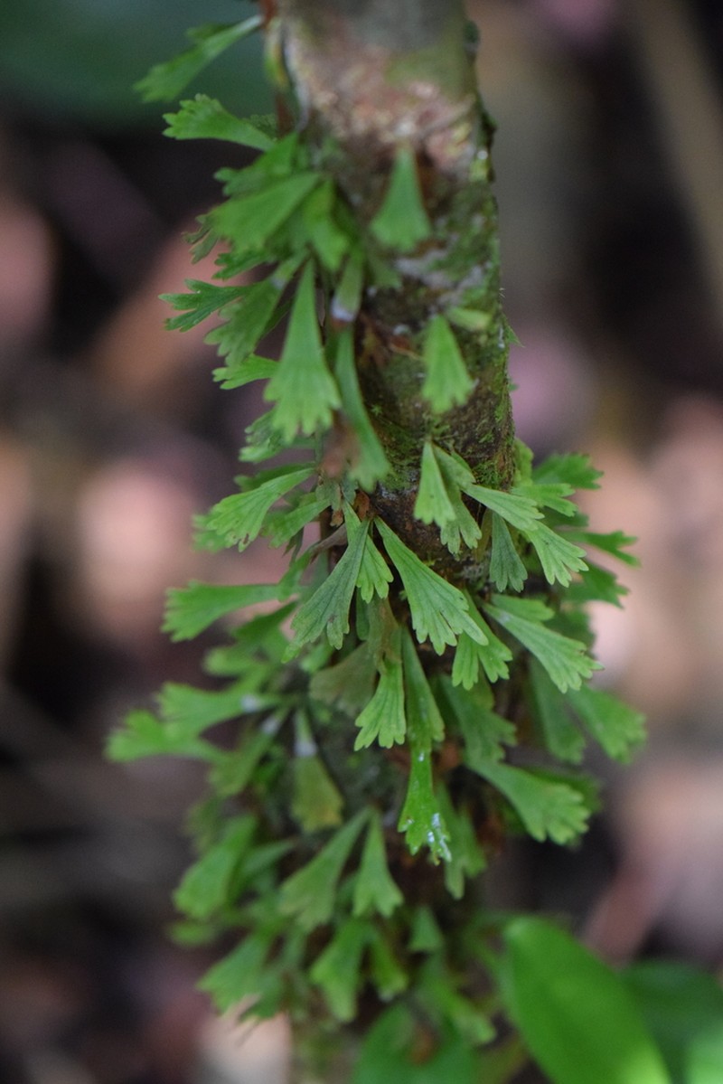 Moss Fern photo 7