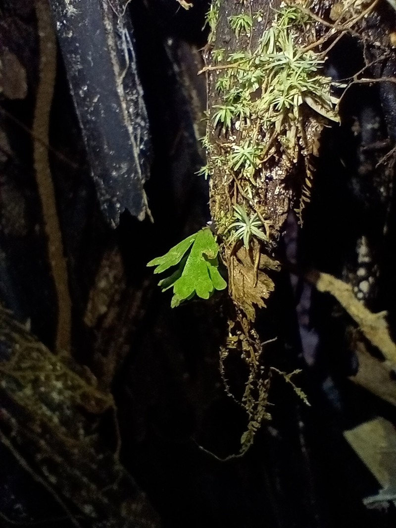 Moss Fern photo 8