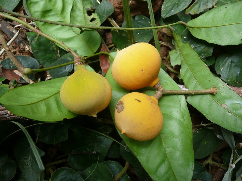 Heckeldora leonensis photo 2