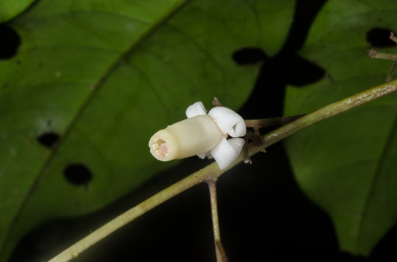 Heckeldora leonensis photo 3