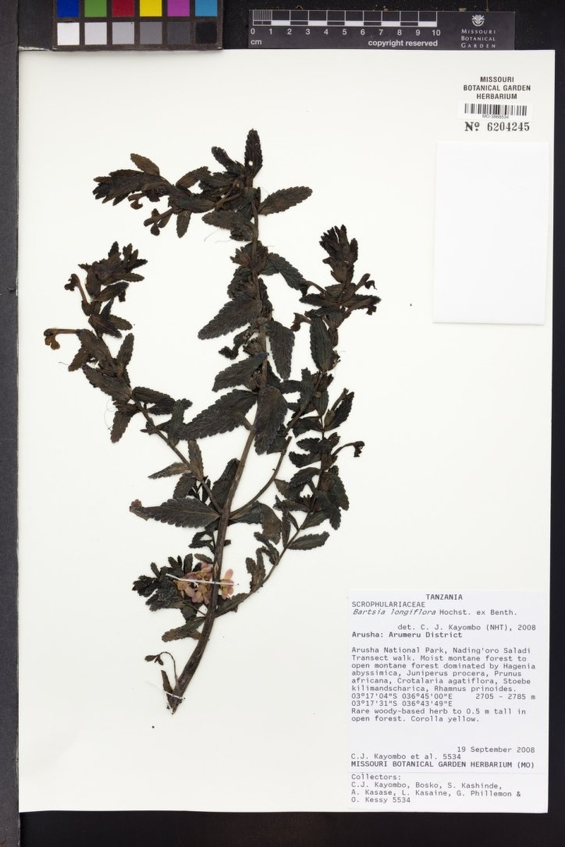 Hedbergia longiflora subsp. longiflora