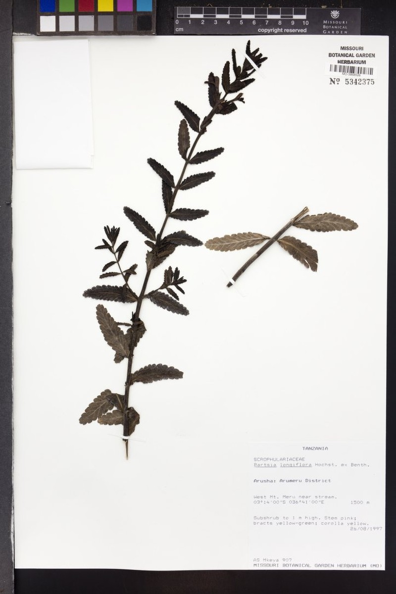 Hedbergia longiflora subsp. longiflora photo 2