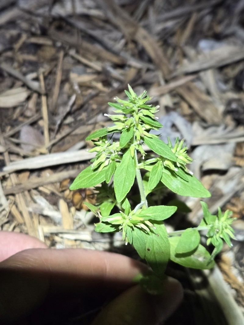 Slender False Pennyroyal
