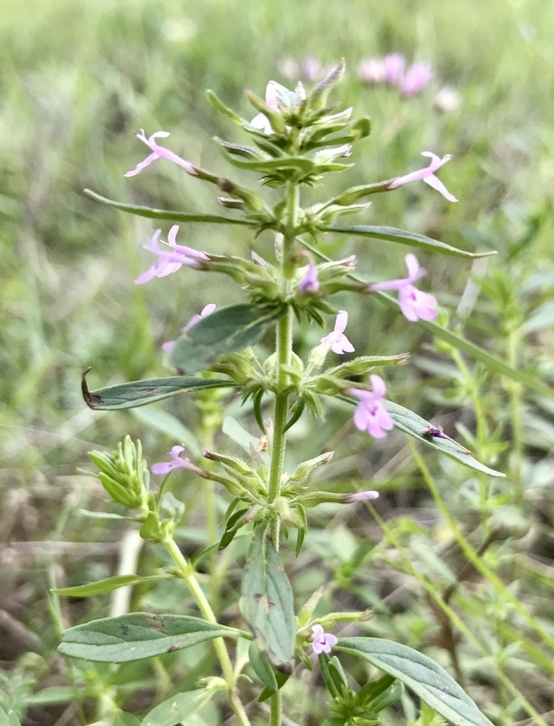 Slender False Pennyroyal photo 2