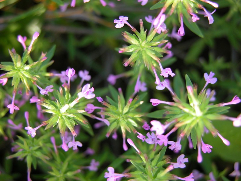 Slender False Pennyroyal photo 3