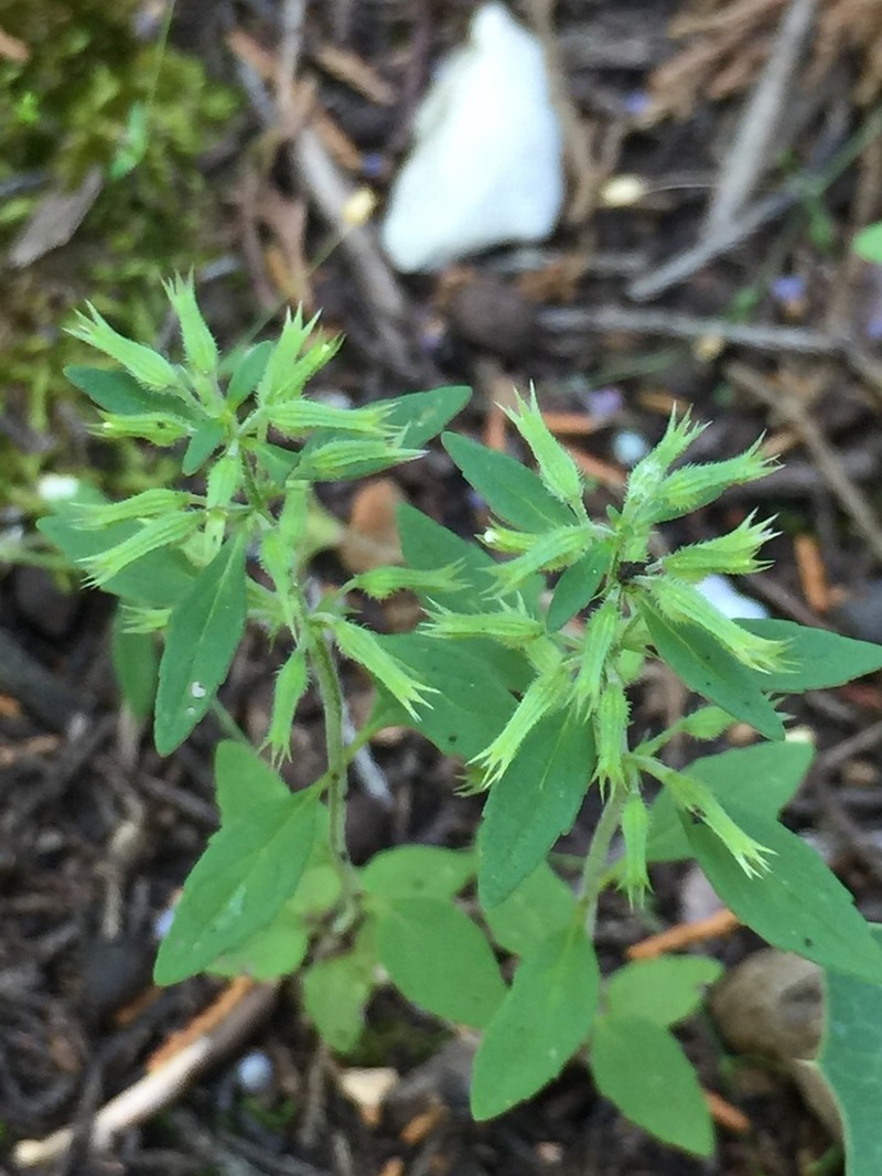 Slender False Pennyroyal photo 4
