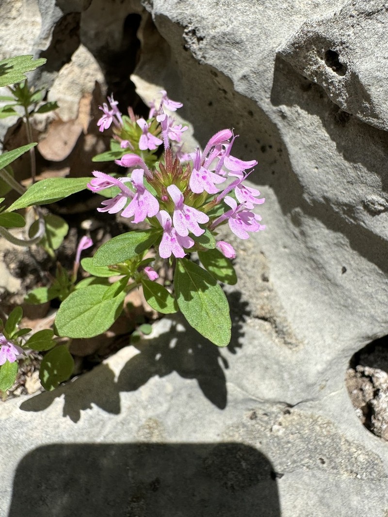 Slender False Pennyroyal photo 5