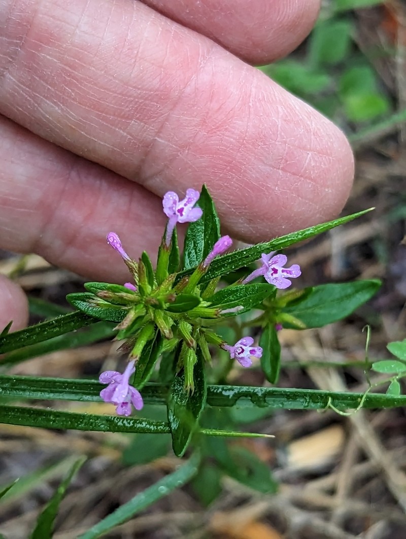 Slender False Pennyroyal photo 6