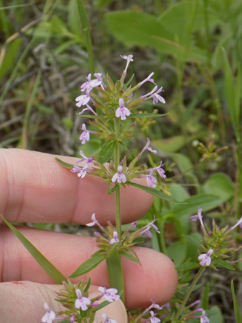 Slender False Pennyroyal photo 7