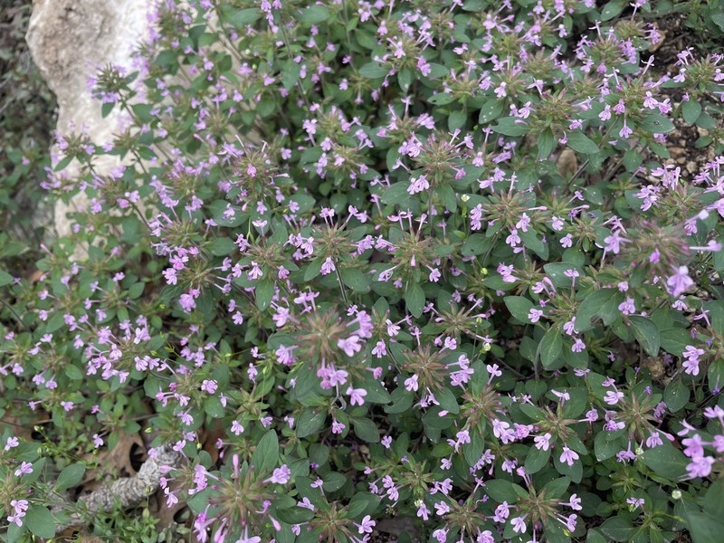 Slender False Pennyroyal photo 8