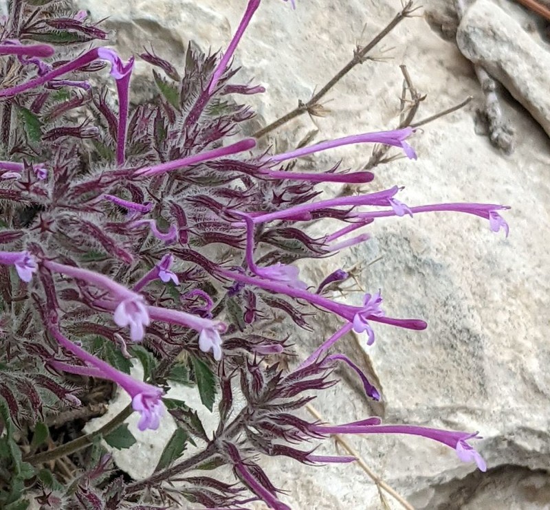Ribbed False Pennyroyal
