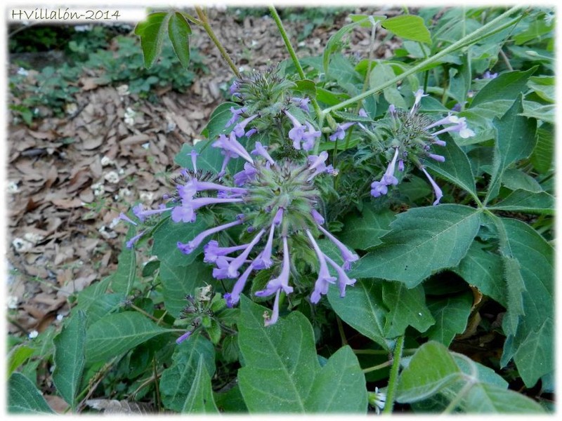 Ribbed False Pennyroyal photo 2