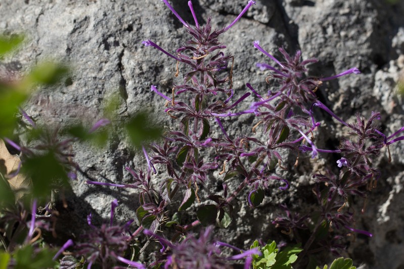 Ribbed False Pennyroyal photo 4