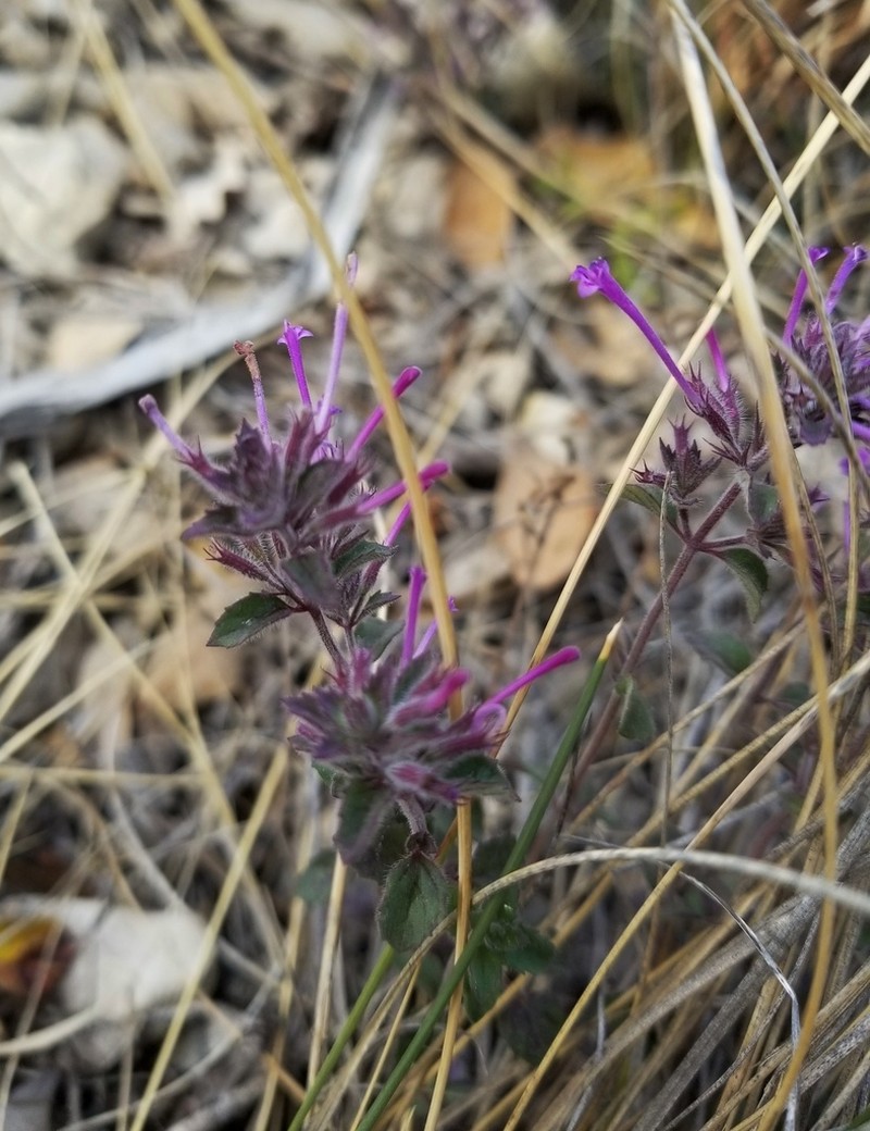 Ribbed False Pennyroyal photo 5