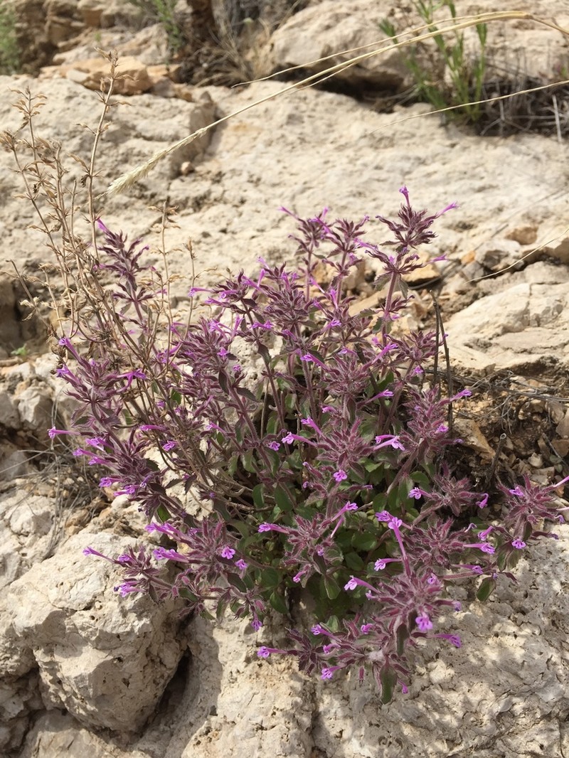 Ribbed False Pennyroyal photo 6