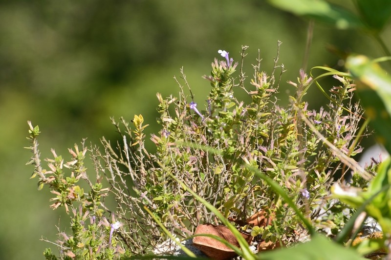 Ribbed False Pennyroyal photo 7